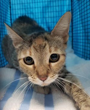 GINA LOLA CARLOTTA, Young Female Domestic Short Hair