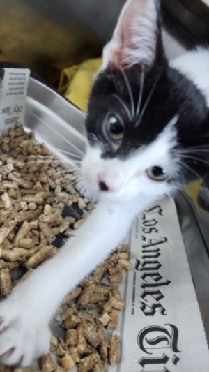 KIM, Baby Female Snowshoe