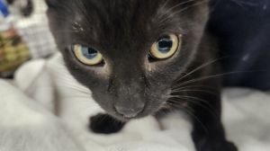 SHADOW, Baby Female Snowshoe