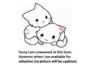 KITTY 4