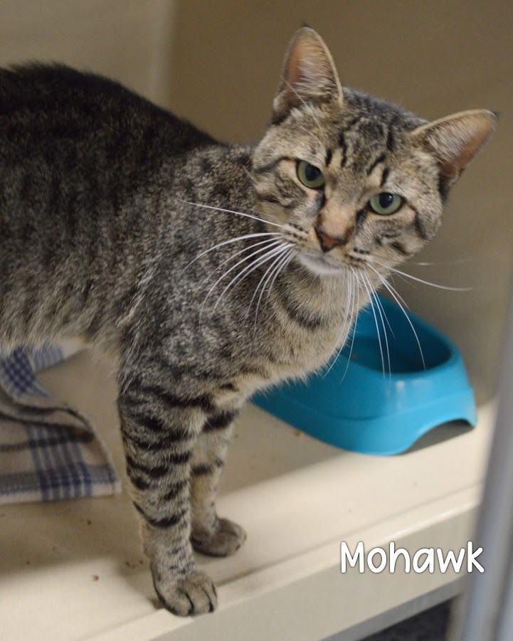Mohawk
