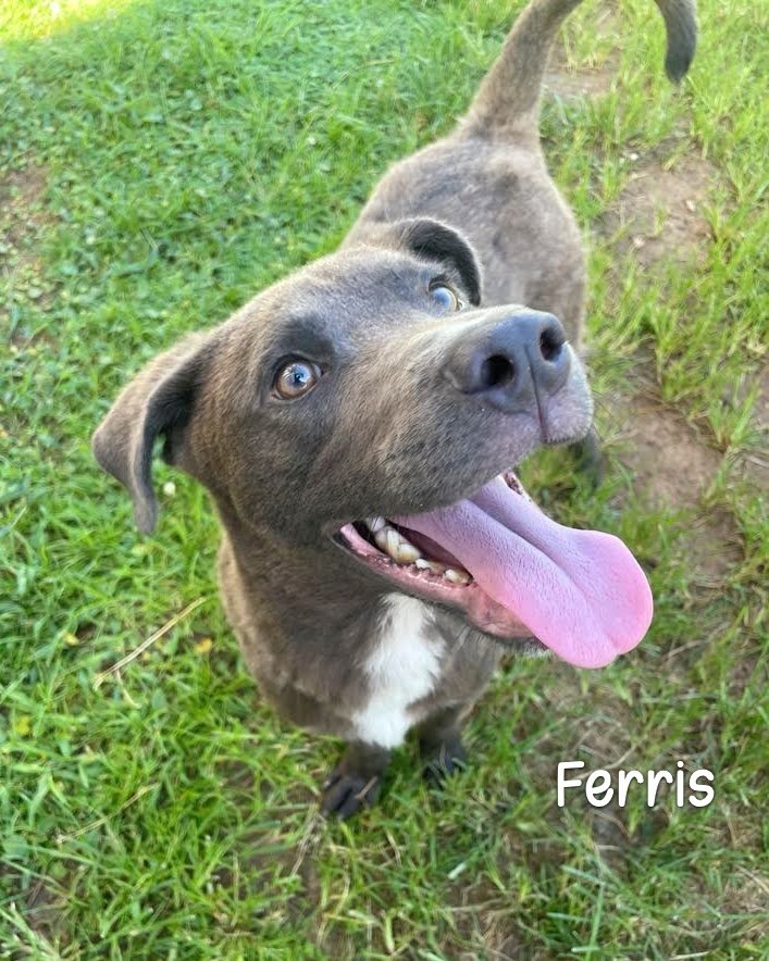 Ferris