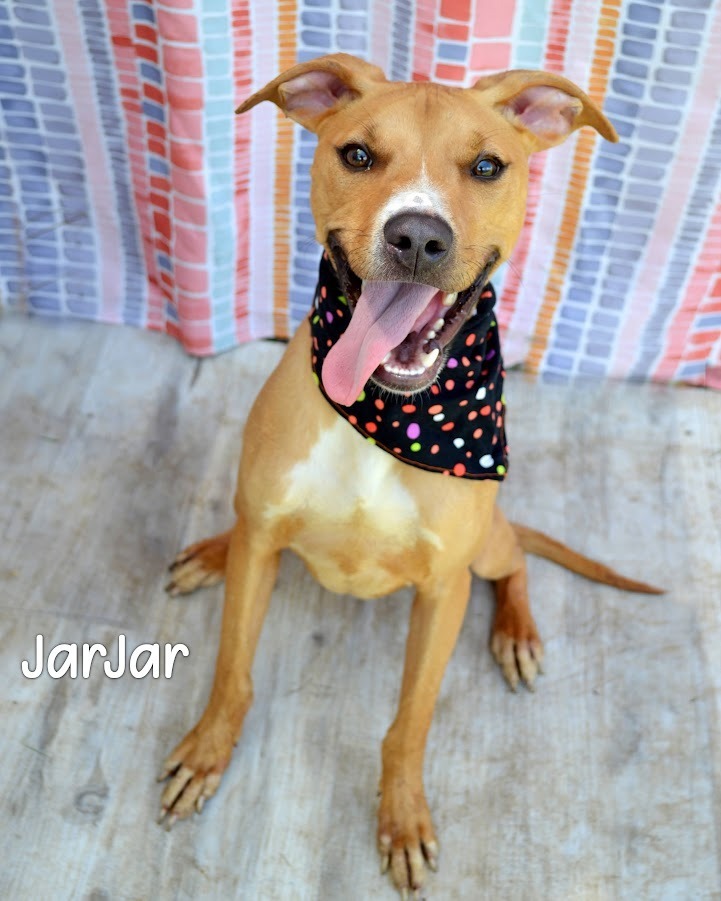 JarJar