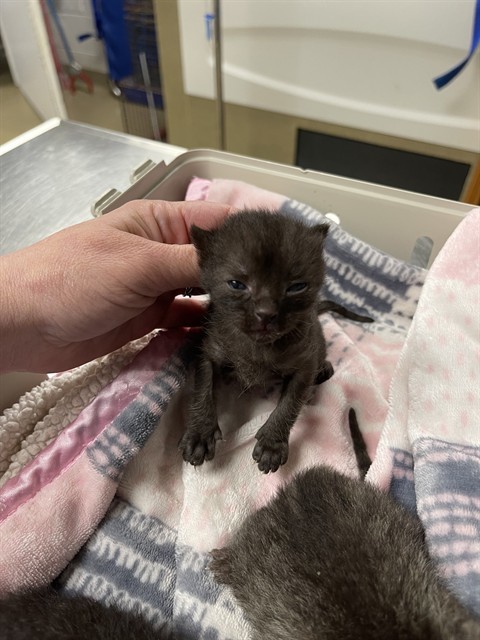 CATRICK SWAYZE