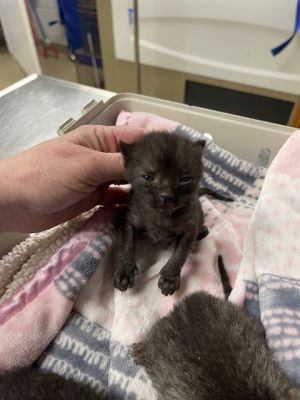 CATRICK SWAYZE, Baby Female Domestic Short Hair