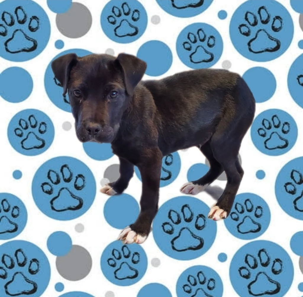 KoKo (Luther)