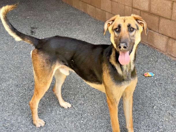 DONOVAN, an adoptable German Shepherd Dog, Saluki in Moreno Valley, CA, 92553 | Photo Image 1
