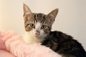 HAILEY Domestic Short Hair Cat