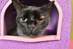 Lucy is a velvety-black hazel-eyed kitty with a sweet loving nature She lived with her family her