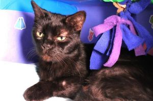Lucy is a velvety-black hazel-eyed kitty with a sweet loving nature She lived with her family her