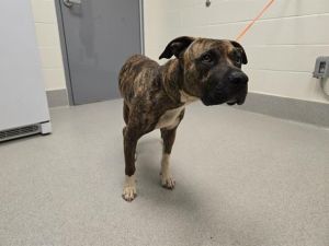 MEEKS Pit Bull Terrier Dog
