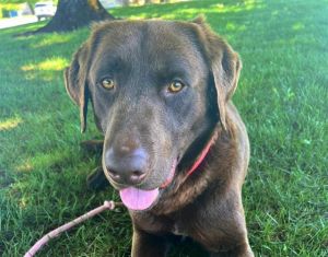 FREDERICK Labrador Retriever Dog
