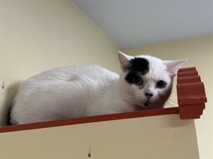CIERRA, Young Female Domestic Short Hair