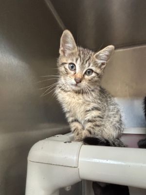 Rufio Domestic Short Hair Cat