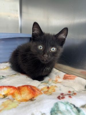 Peter Pan Domestic Short Hair Cat