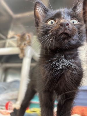 Hook Domestic Short Hair Cat