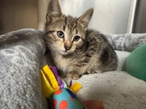 Tink Domestic Short Hair Cat