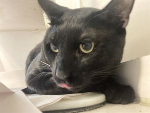 OLIVER Domestic Short Hair Cat