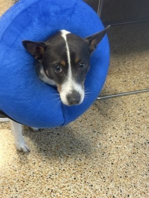 JACK Rat Terrier Dog