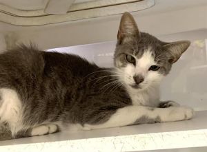 GILBERT Domestic Short Hair Cat