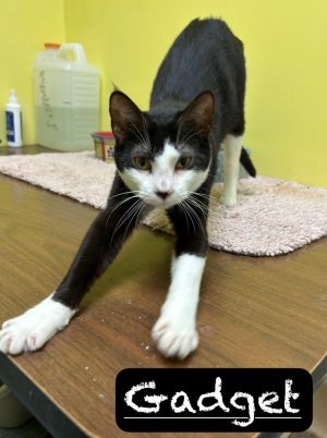 Gadget, Adult Female Domestic Short Hair
