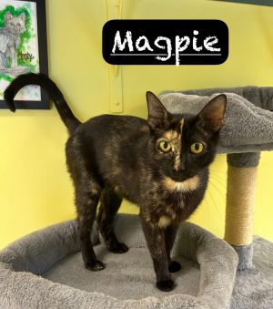 Magpie, Adult Female Domestic Short Hair