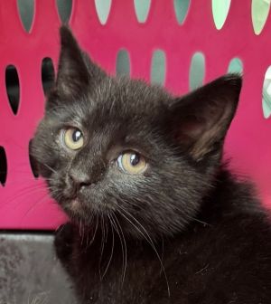 Sailor Black Kitten, Baby Male Domestic Medium Hair