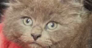 Sailor Grey Kitten, Baby Male Domestic Long Hair