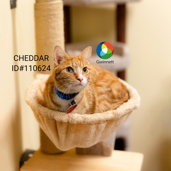 Pen 12/13 Cheddar