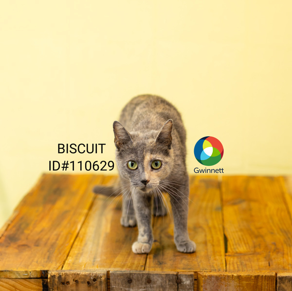 Nf-12 Biscuit