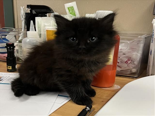 BASIL