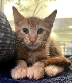 OLLIE, Baby Male Domestic Medium Hair