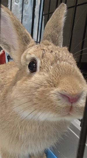 HAZEL, Young Male American
