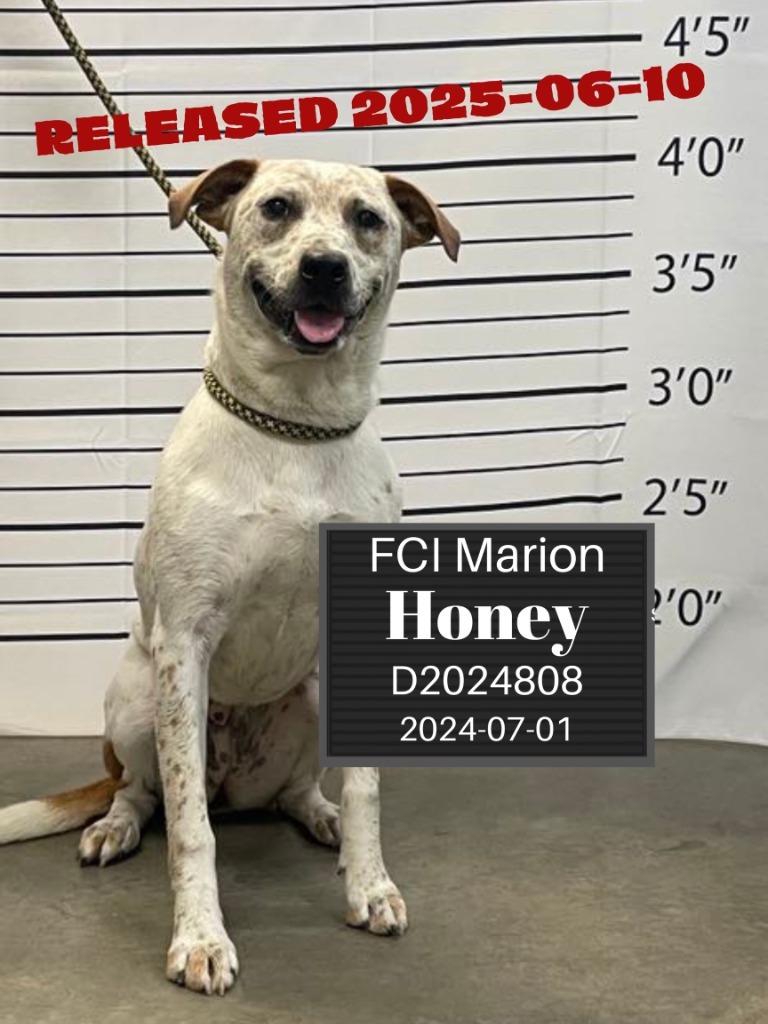 Honey