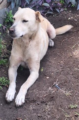 PENNY, Adult Female unknown