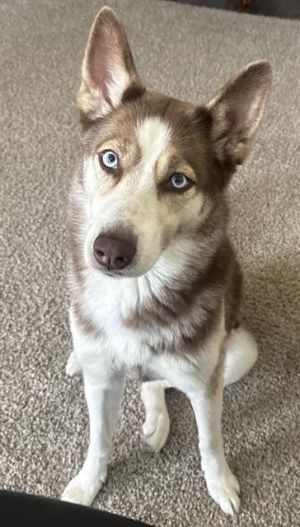 BELLA, Young Female unknown