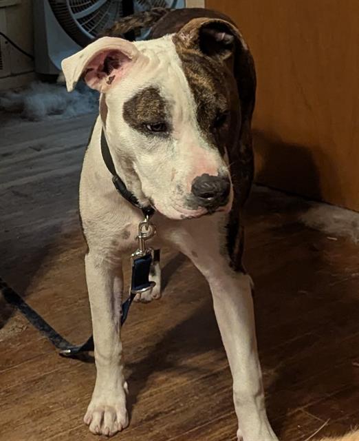 JAX