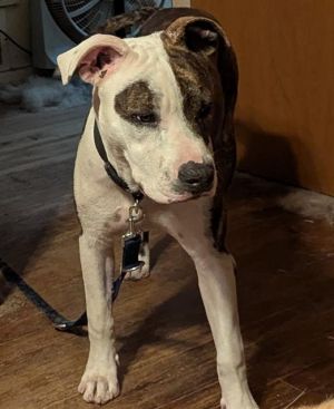 JAX, Young Male unknown