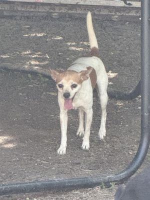 ELLIE, Adult Female unknown