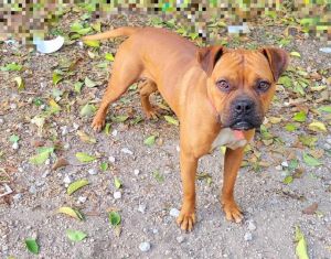 MILO, Adult Male unknown