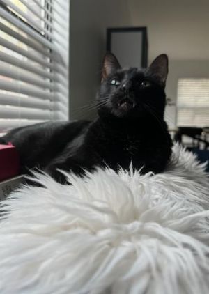 FLASH, Adult Male Domestic Short Hair