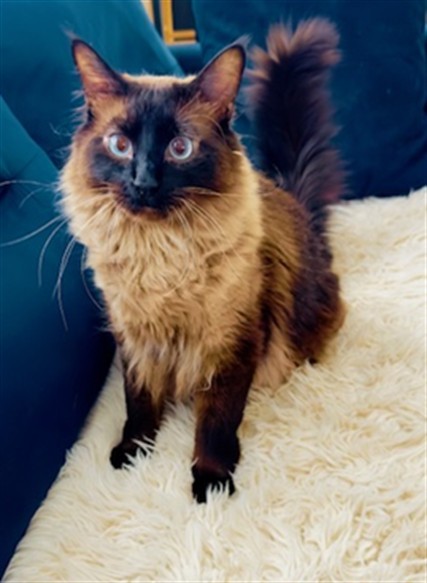 LUKE, an adoptable Himalayan in San Antonio, TX, 78227 | Photo Image 1