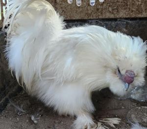 SNOWBALL, Adult Female Chicken