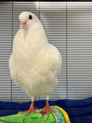 Need some freshness in your life Meet Minty Theyre a curious young pigeon who cant wait to learn