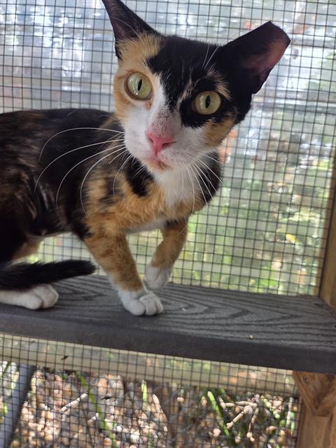 CALYPSO