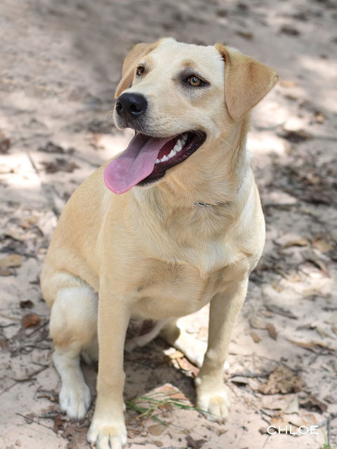 Chloe