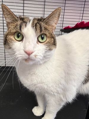 Twix, Adult Female Domestic Medium Hair