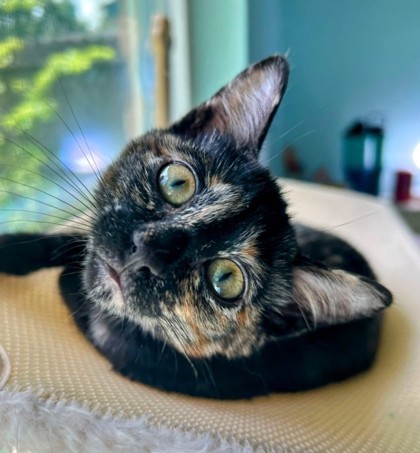 HAZEL