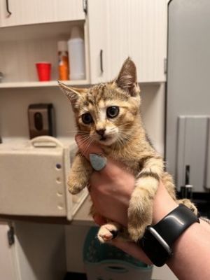 Garlic, Baby Female Domestic Short Hair