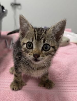 This mischievous matey may be a bit of a rascal but with one look into those sweet kitten eyes you